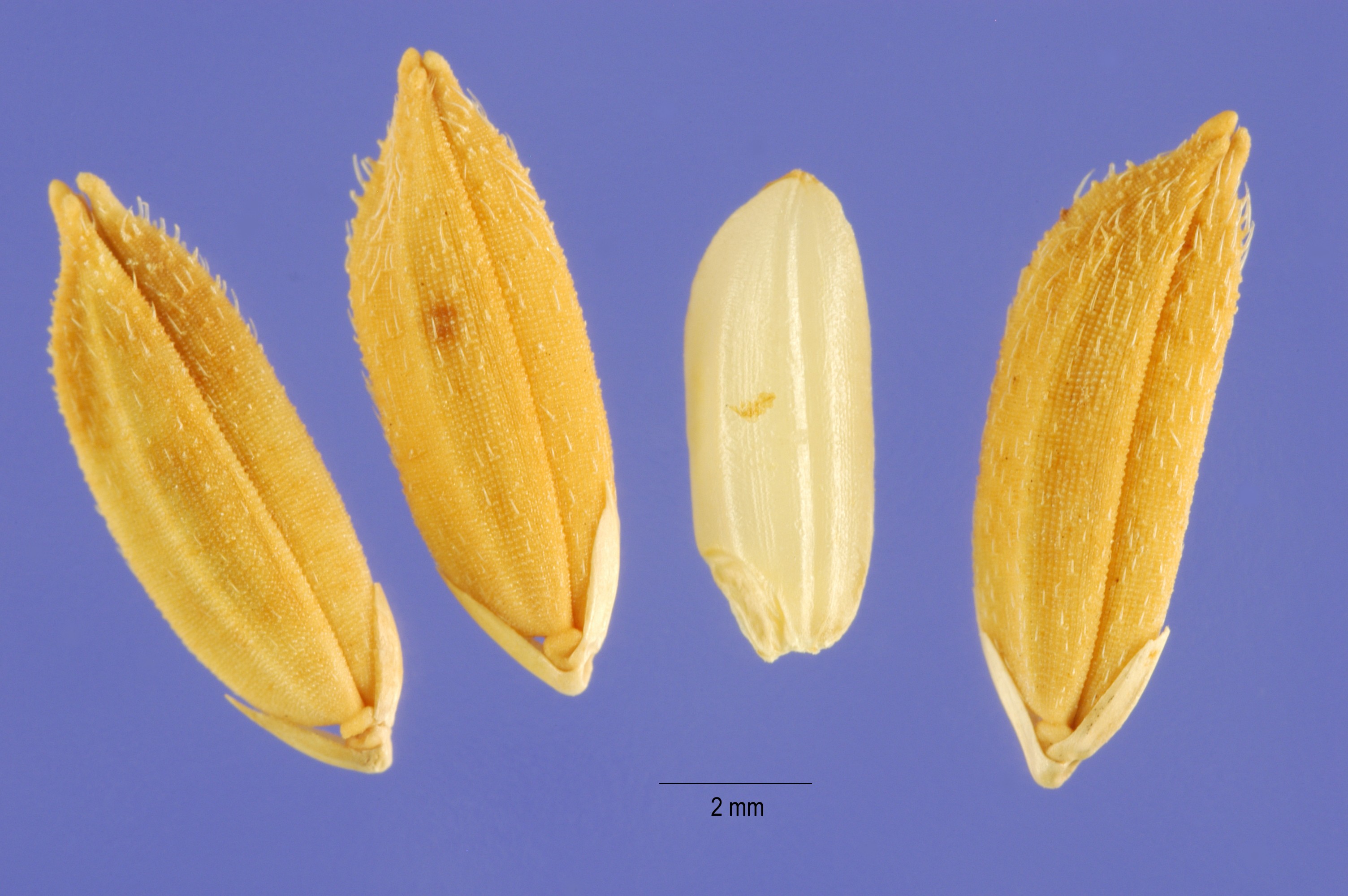معرفی گیاهان - برنج